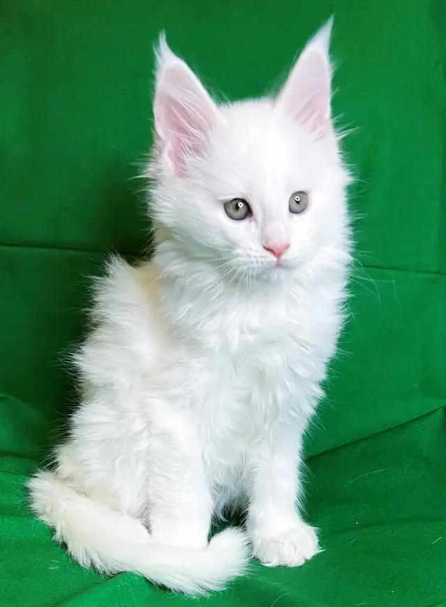 Purebred  Maine Coon Kittens in Cats & Kittens for Rehoming in Victoria - Image 4