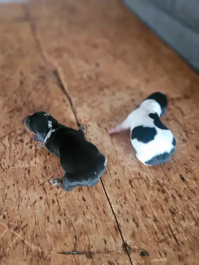 High Quality Miniature Dachshund Puppies, View more