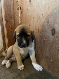 Kangal puppies for sale 