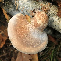 Birch polypore medeicinal mushroom handpickedin Fredericton