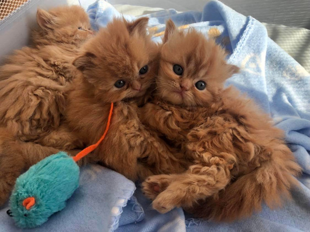 Merveilleux chatons Persans purs très affectueux et présents ! dans Chats et chatons à adopter  à Trois-Rivières