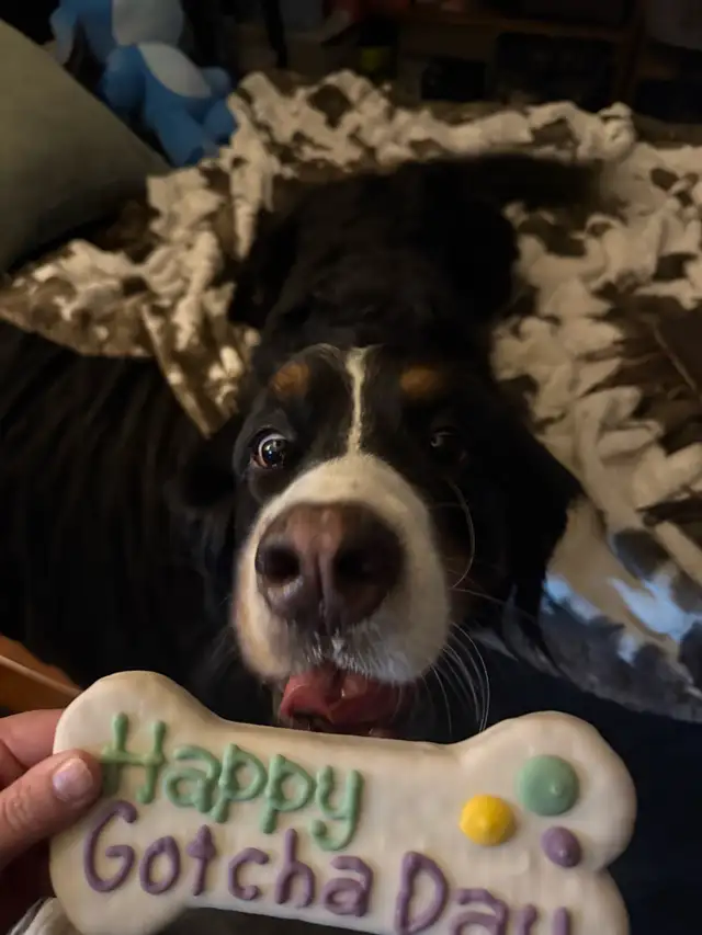 House Sitter/Rental in Alberta in Canada - Image 6