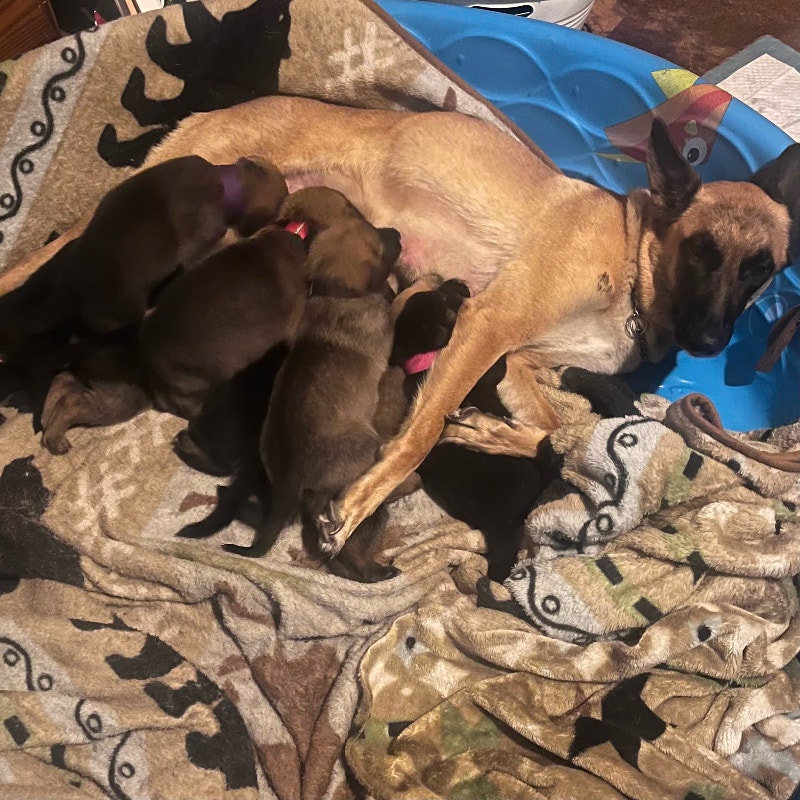 There Belgian Malinois Shepherd non papered Dogs & Puppies for