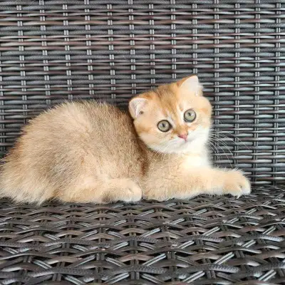We have 5 beautiful kittens looking for their forever homes—born from a purebred British Shorthair d...