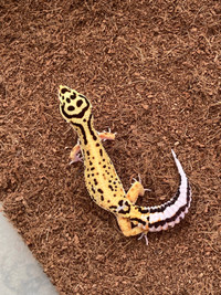 Female leopard gecko 
