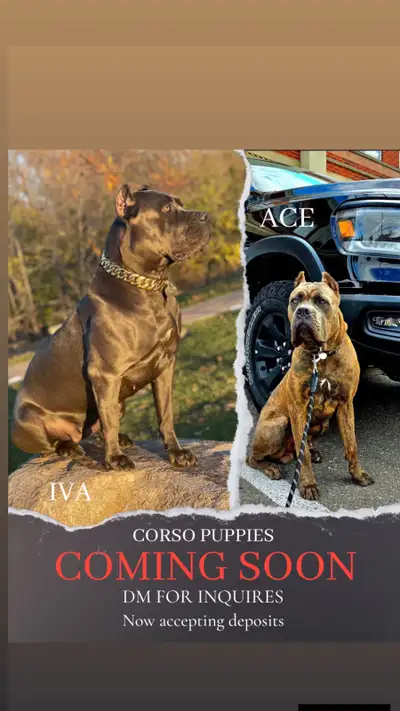 12 Cane Corso Puppies 6 Males - 6 SOLD 6 Females - 5 SOLD / 1 AVAILABLE TAKE HOME JUNE 1st Colours:...