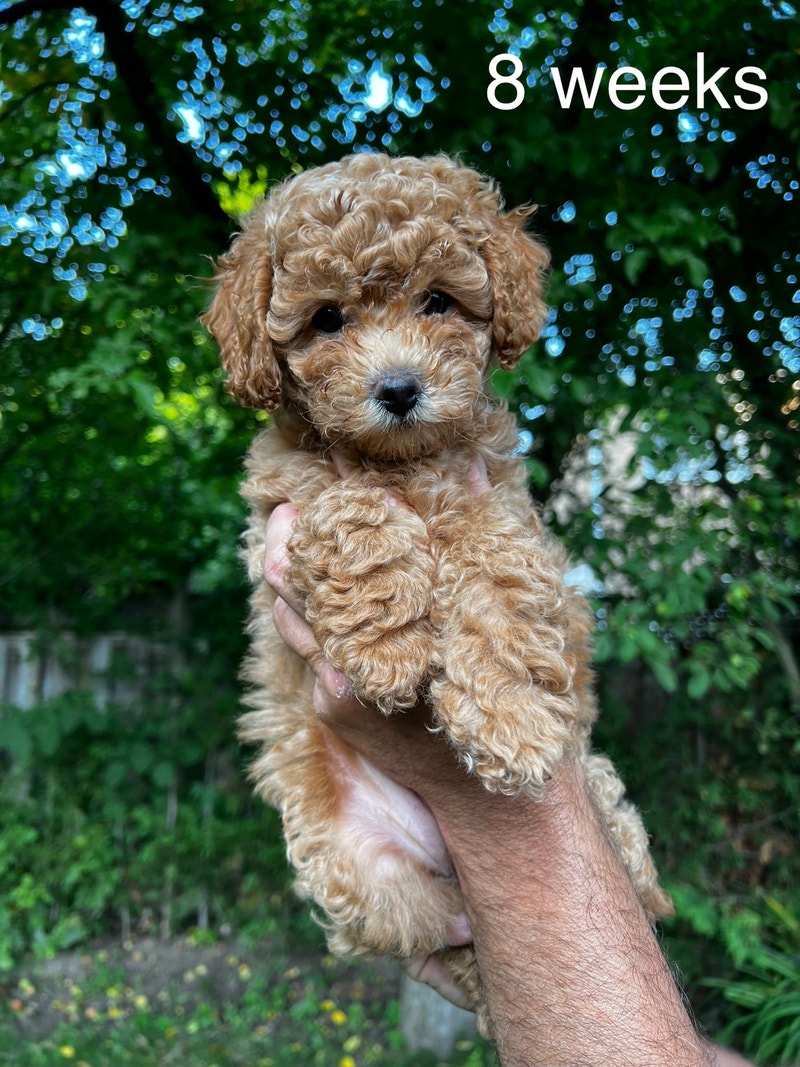Toy Poodle Puppy Dogs & Puppies for Rehoming City of Toronto Kijiji
