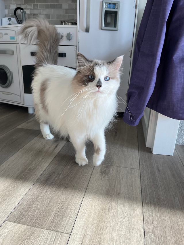 MALE RAGDOLL in Cats & Kittens for Rehoming in Calgary