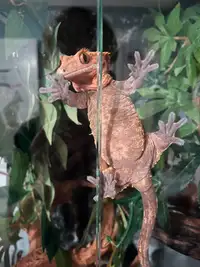 Harlequin Crested Gecko - 3 year old male