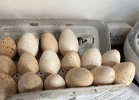 Mixed breed turkey eggs