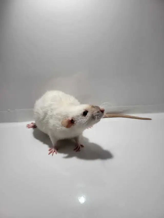 RED RATTERY ADOPTIONS in Small Animals for Rehoming in Delta/Surrey/Langley - Image 3