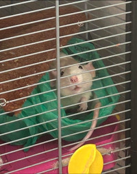 Rat domestique + cage + fournitures et nourriture - GRATUIT