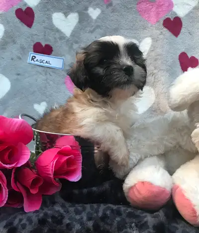 Adorable Shih Tzu Puppies for Sale, View more