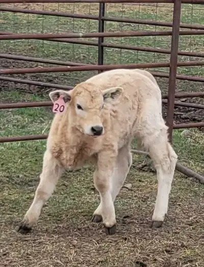 Heifer Calf, View more