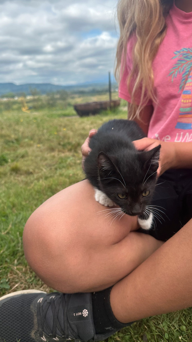 kittens for rehoming in Cats & Kittens for Rehoming in Abbotsford - Image 2