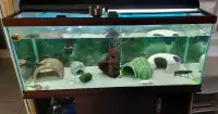 75 gallon axolotl tank