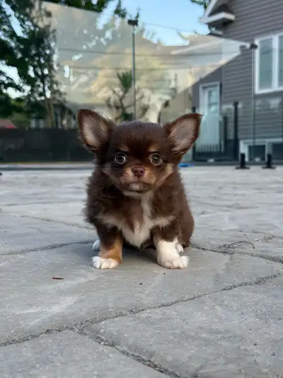 petit mâle chihuahua poil long chocolat pure race enr ckc, View more