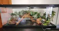 Reptile Tank and Accessories for sale