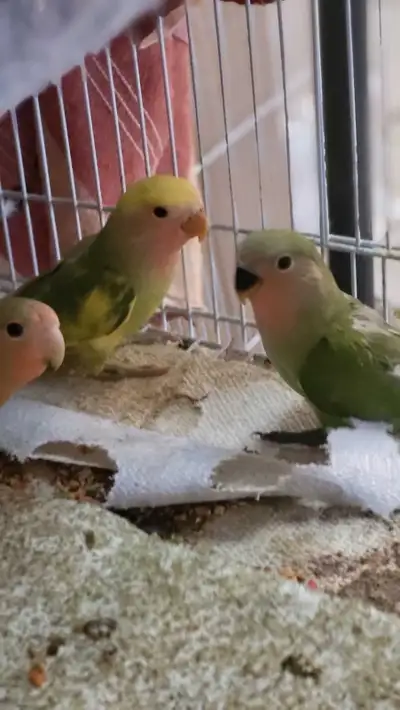 Lovebirds Babies Ready to go To a new Home, View more