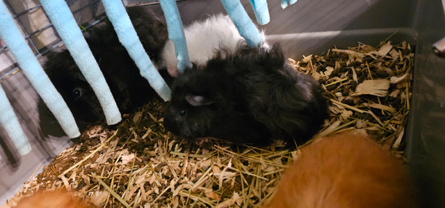 2 bonded baby guinea pigs looking for their forever home in Small Animals for Rehoming in Kingston - Image 2