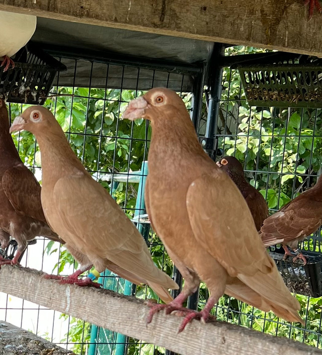Pigeons de races. dans Oiseaux à adopter  à Laval/Rive Nord