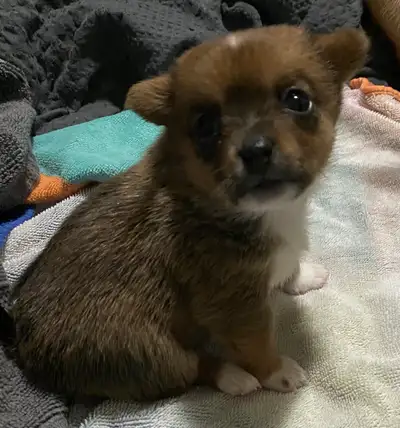 pomerianan/chihuahua puppies, View more