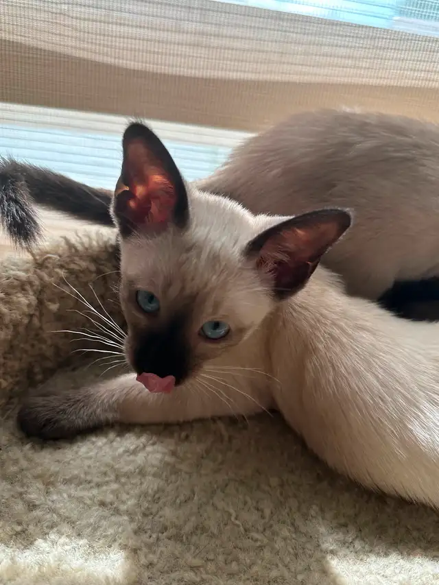 Chatons Siamois oriental in Cats & Kittens for Rehoming in Saint-Hyacinthe - Image 3