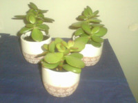 Jade House Plants $5 Up