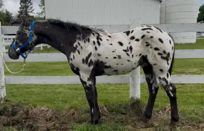 Draft X Colt, View more