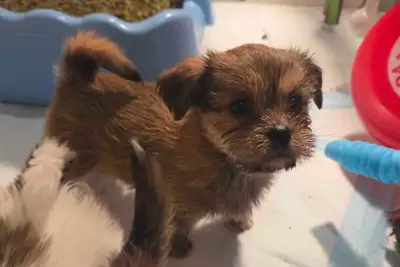 Shorkie Puppies, View more