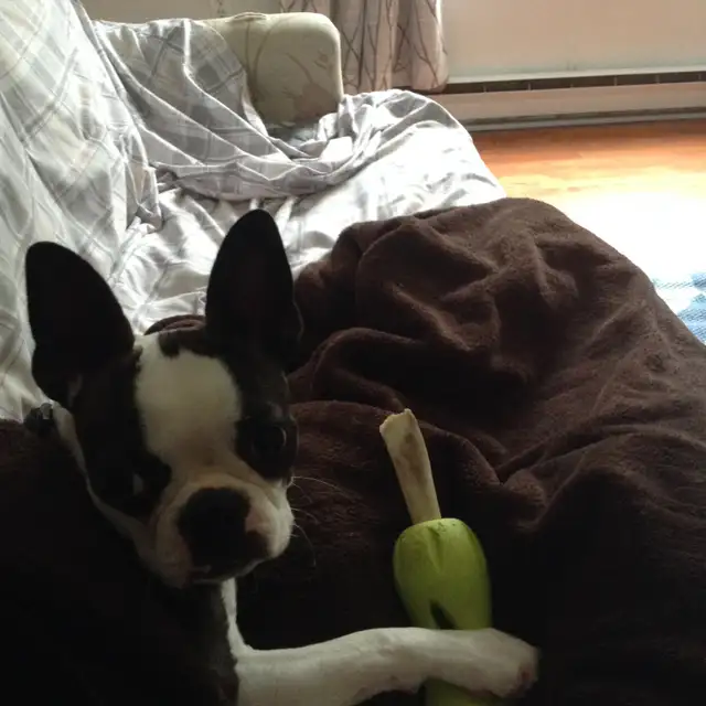 SMALL/MED PET DOG SITTER $35 day/night in Animal & Pet Services in Saint John - Image 9