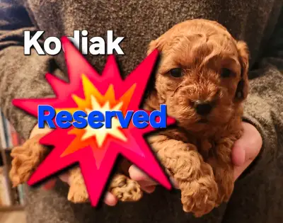 Poodle/Shihtzu cross puppy, View more
