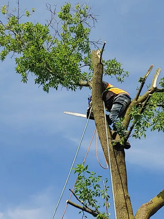 Affordable Tree Removal and landscaping services in Kitchener in Lawn, Tree Maintenance & Eavestrough in Kitchener / Waterloo - Image 5