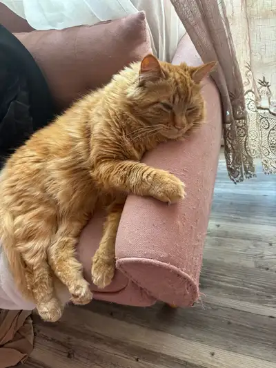 cats for sale, View more