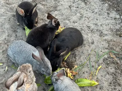Bunnies for sale, View more