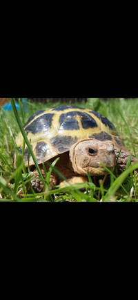 Male russian tortoise for sale