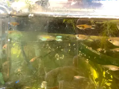 3 males A bunch of females A bunch of juveniles. Looking to sell asap. Please make mean offer. Free...