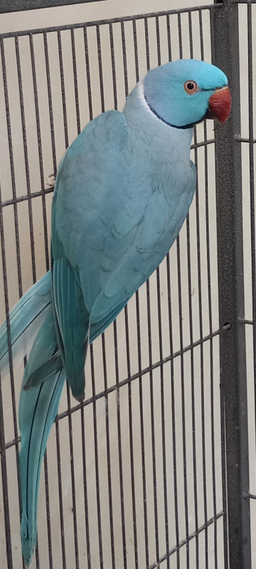 Pair of indian ringnecks in Birds for Rehoming in Burnaby/New Westminster