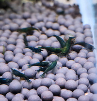High Quality Green Jade shrimp / Neocaridina vert jade crevettes