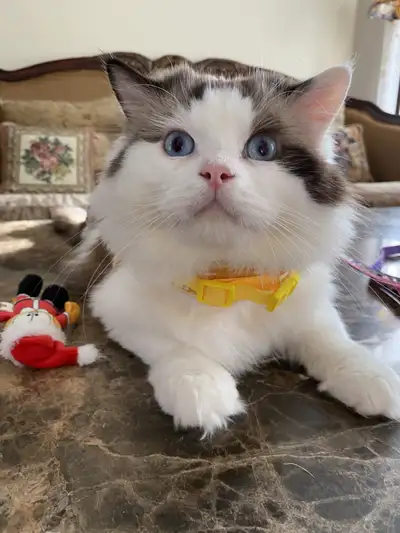 One Seal Bicolor Male Ragdoll for rehome, View more