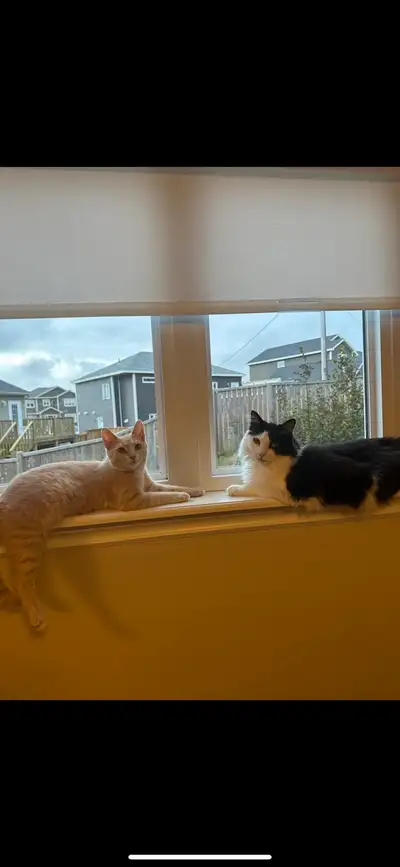 Hi there! My partner, our two lovely kitties and I are seeking a two bedroom apartment, preferably f...