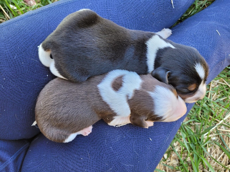 BEAGLE PUPPIES ready now July (Pocket & Standard) Dogs & Puppies