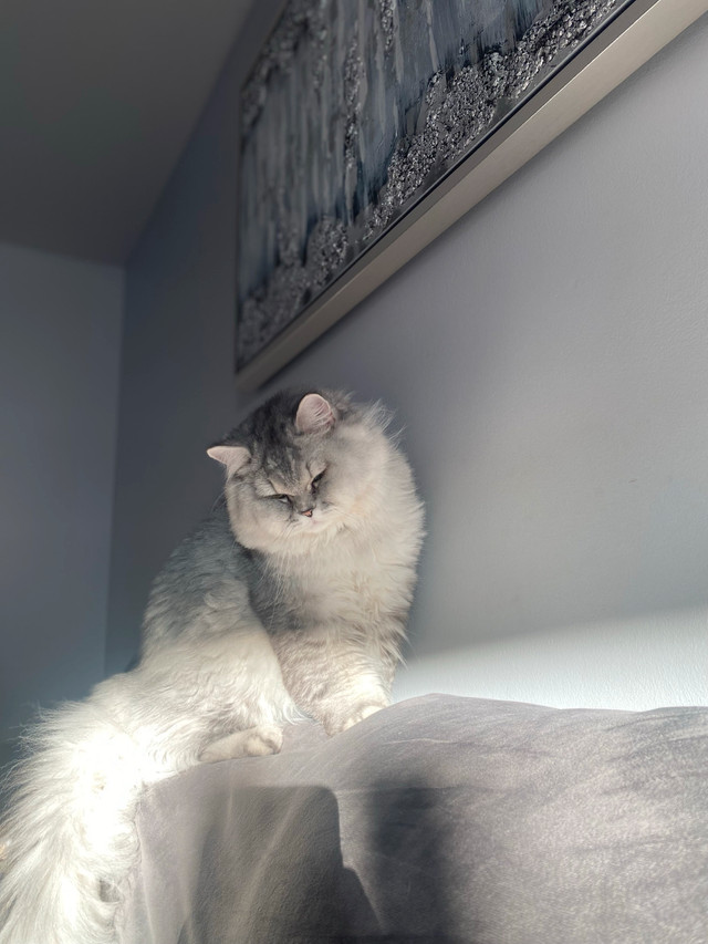 BRITISH LONG HAIR MALE in Cats & Kittens for Rehoming in Mississauga / Peel Region - Image 3