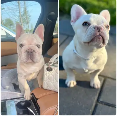 French Bulldogs CKC Registered puppy’s are here ‼️, View more