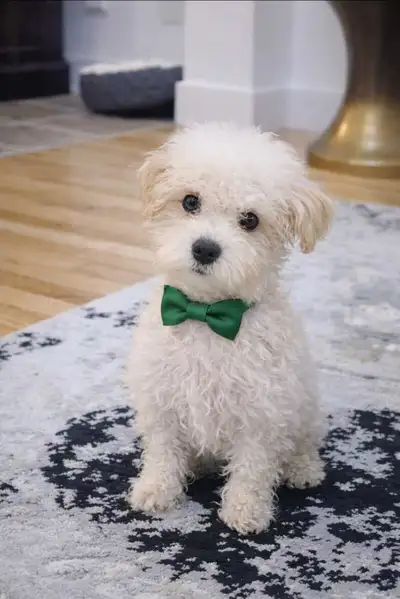 Maltipoo toy mâle, View more