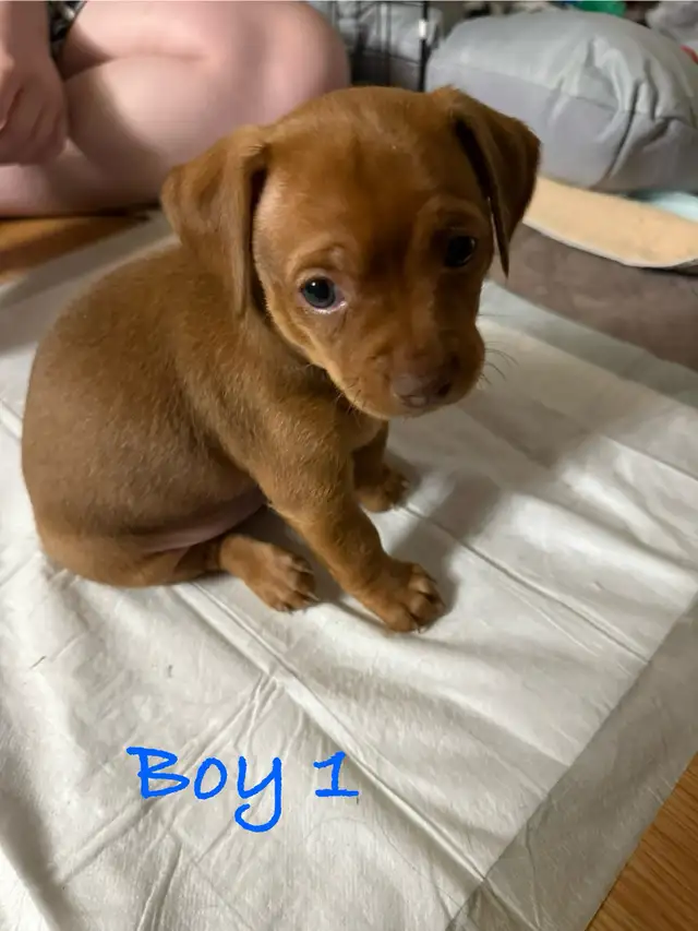 Cutest Chihuahua/ Min pin cross puppies in Dogs & Puppies for Rehoming in Cambridge - Image 4