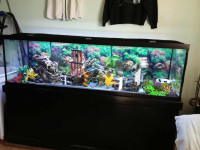 125 gallon tank with filter and lights