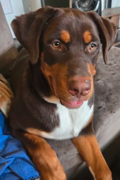 Urgent Meet Galaxy, View more