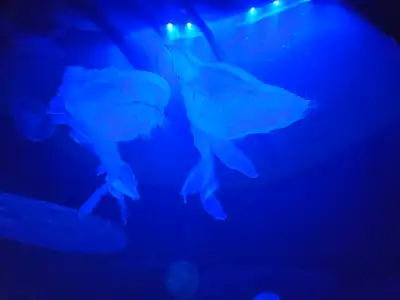 Model Call –  Portraits - Paid Opportunities, View more