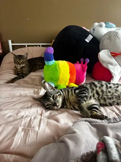 Silver Bengal , View more